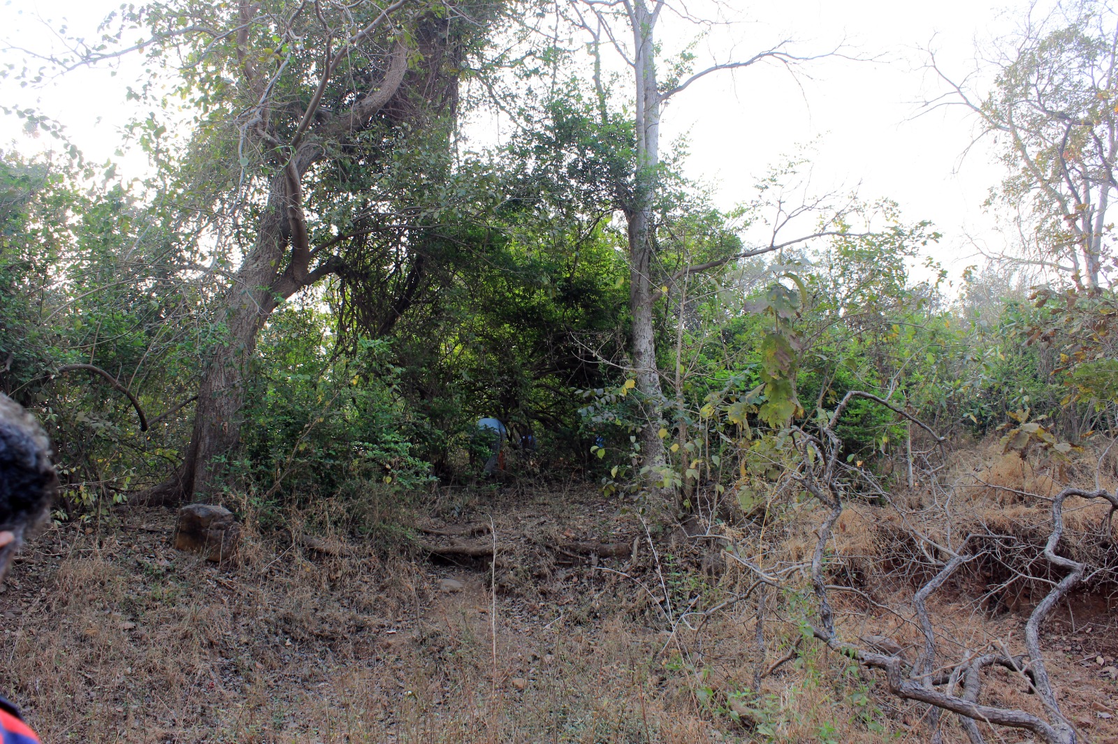 Firang kot